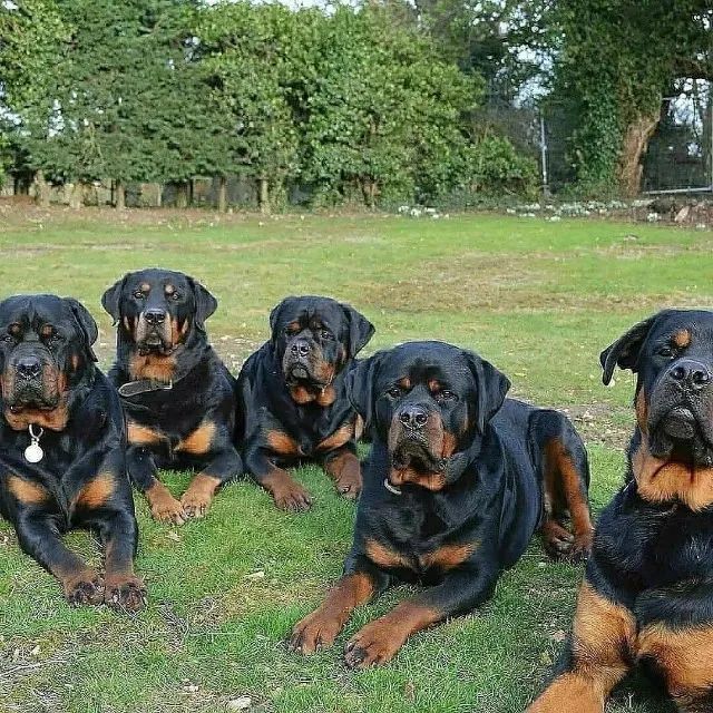 Rottweiler filhotes lindos so filhotes - Foto 2