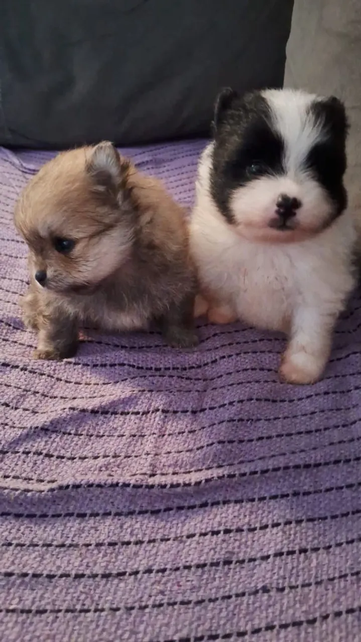Filhotes de Spitz Alemão 