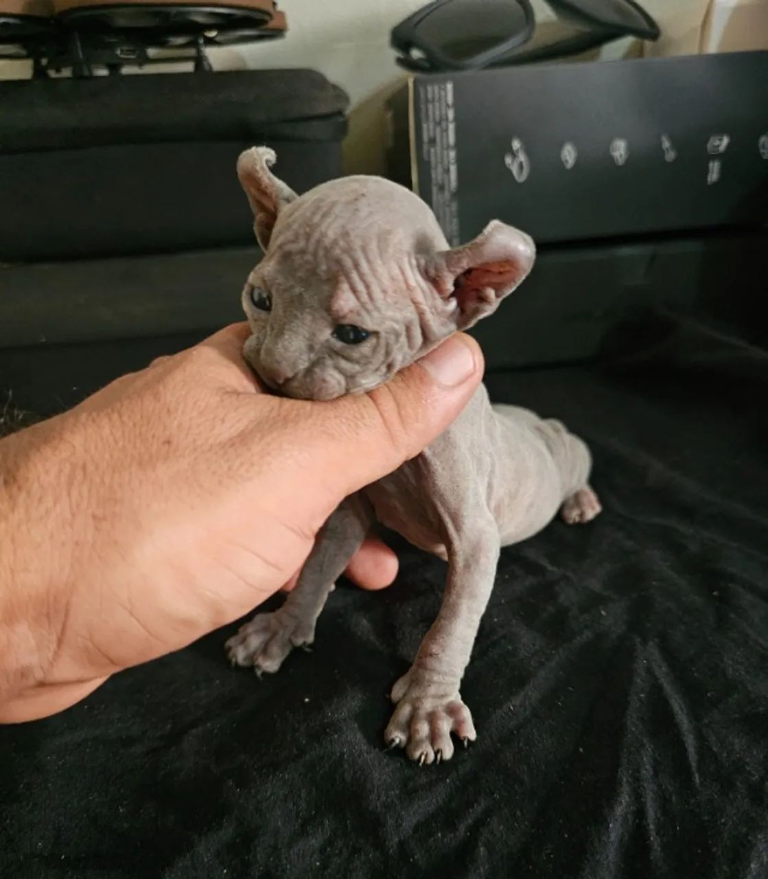 sphynx elf femea - Foto 2