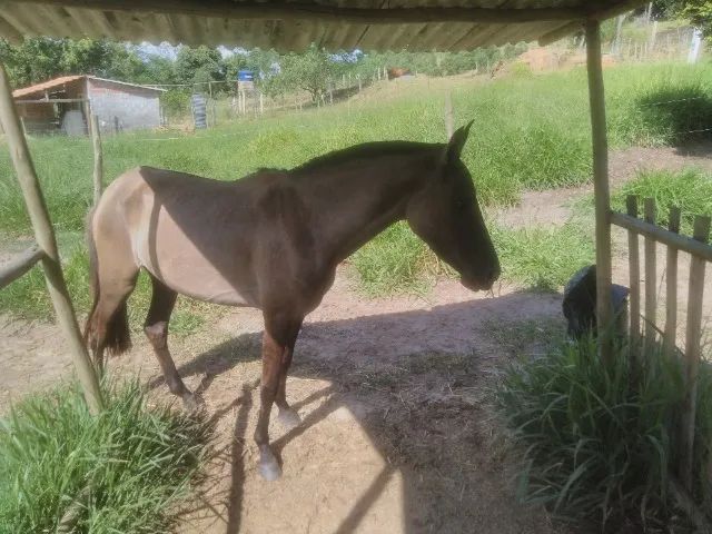 Porda de cor lobuna. - Foto 3