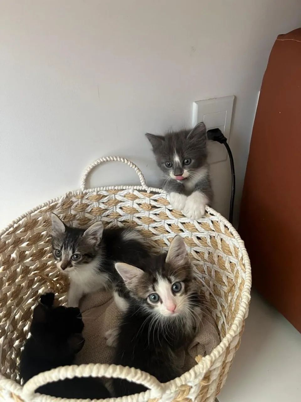 Adoção responsável 