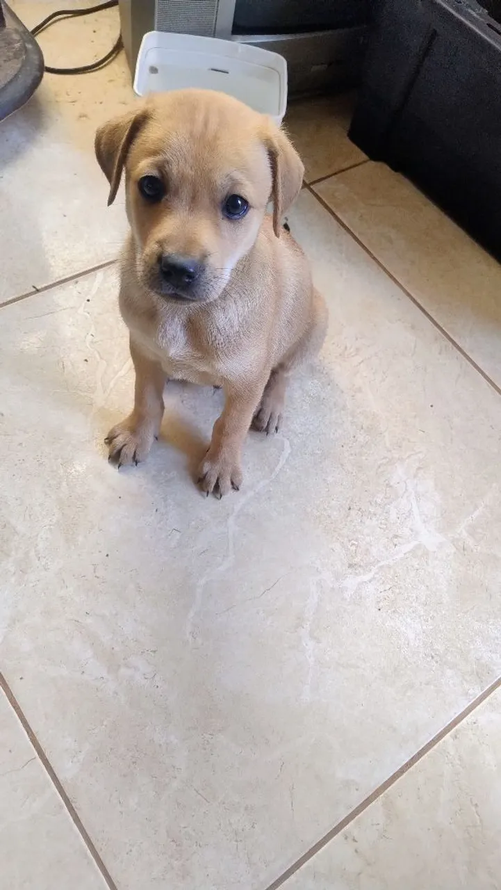 Filhote de cachorro pra doação