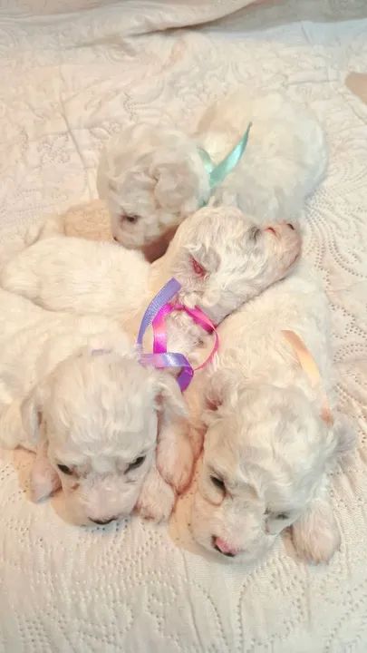 Bichon frisé fêmeas 