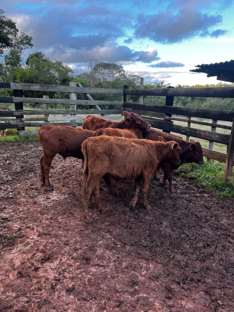 Lote de terneiros Angus