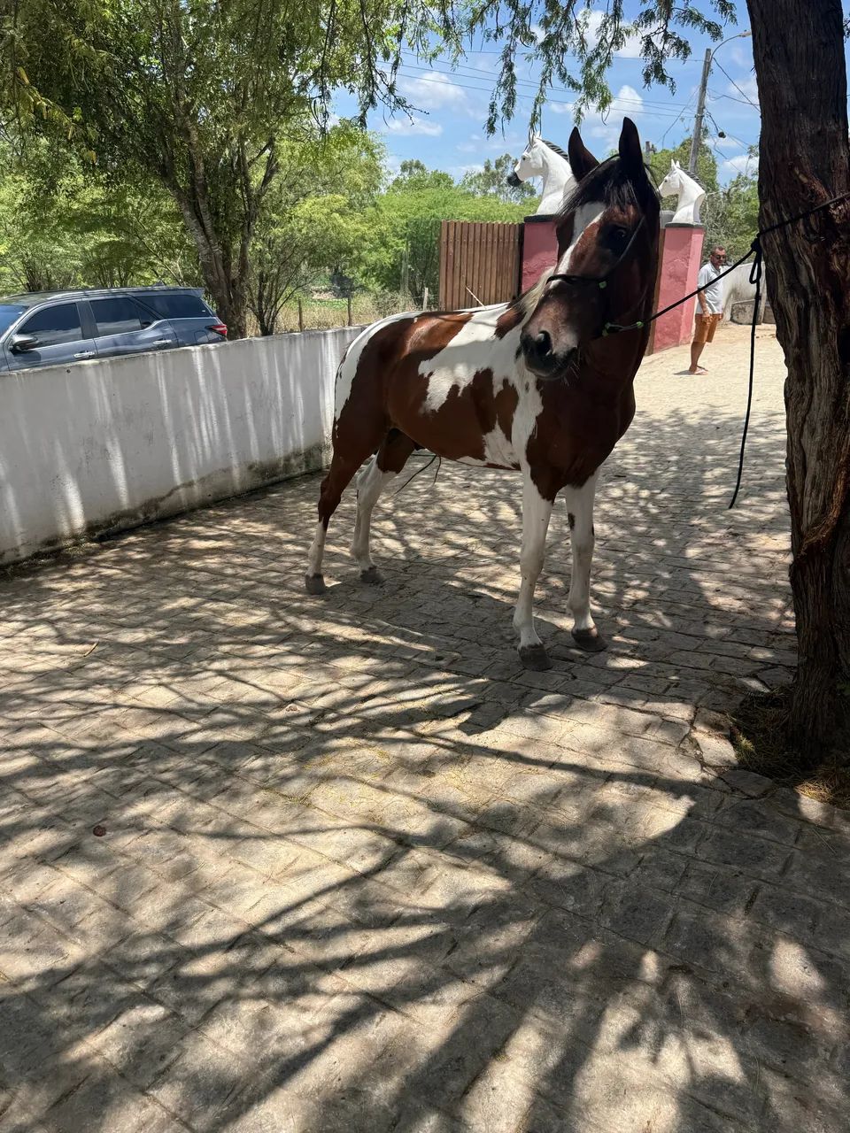 Cavalo manga larga com documento  - Foto 2