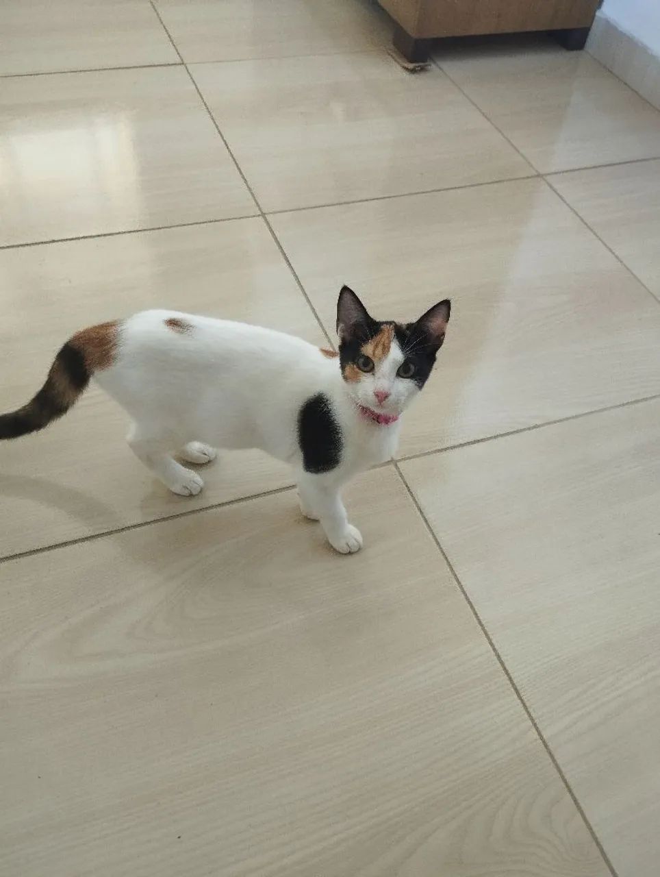 Gatinhas para Adoção - Foto 3