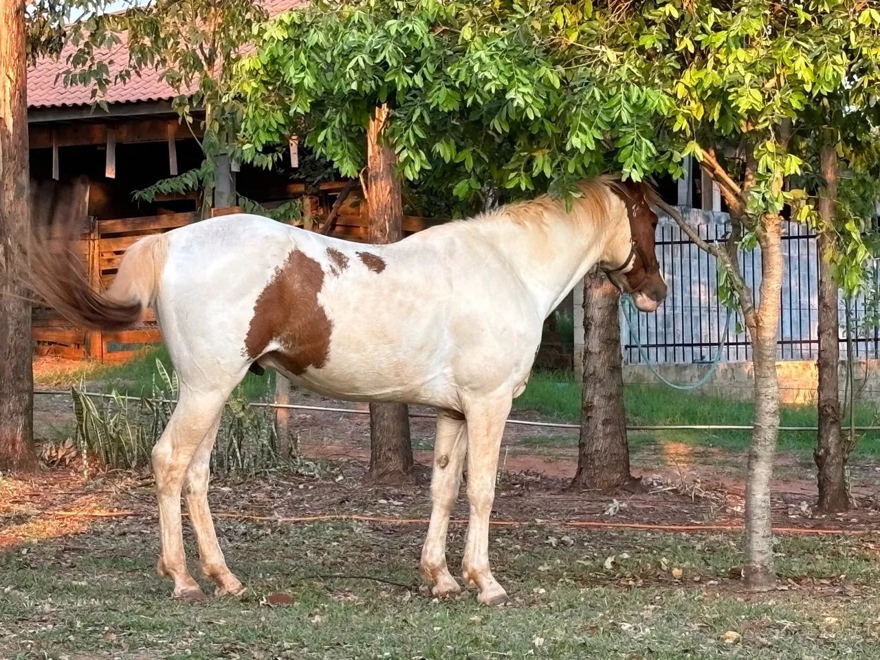 Cavalo Mangalarga Pampa 12x 749,00