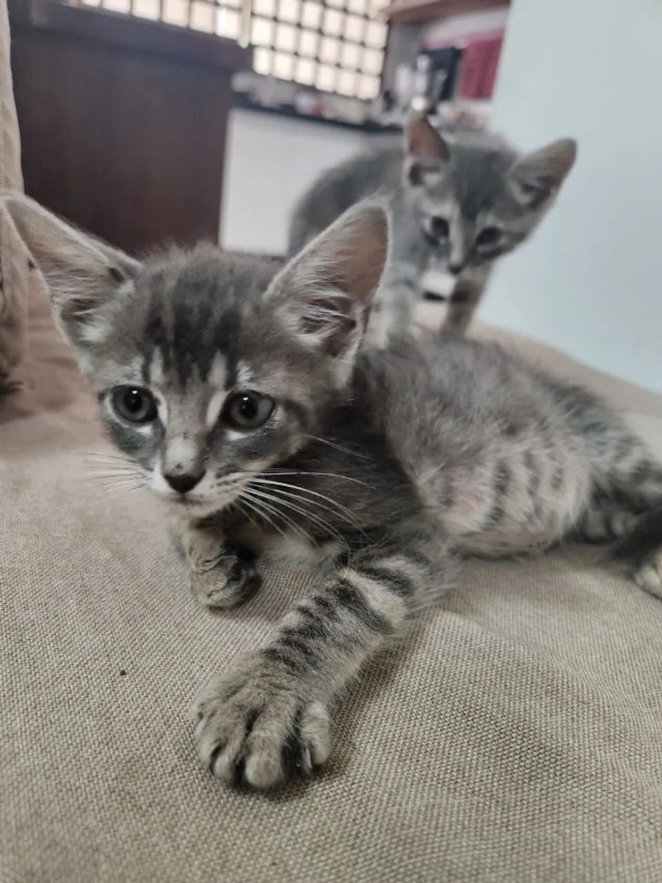 Casal de gatinhos super fofos para adoção - Foto 2