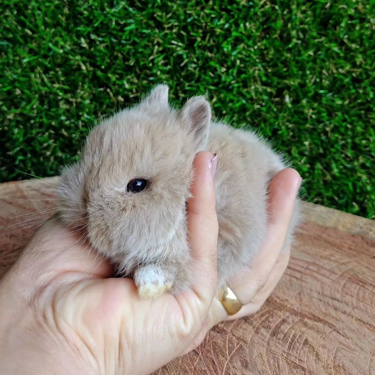 Netherland dwarf linhagem importada  - Foto 5