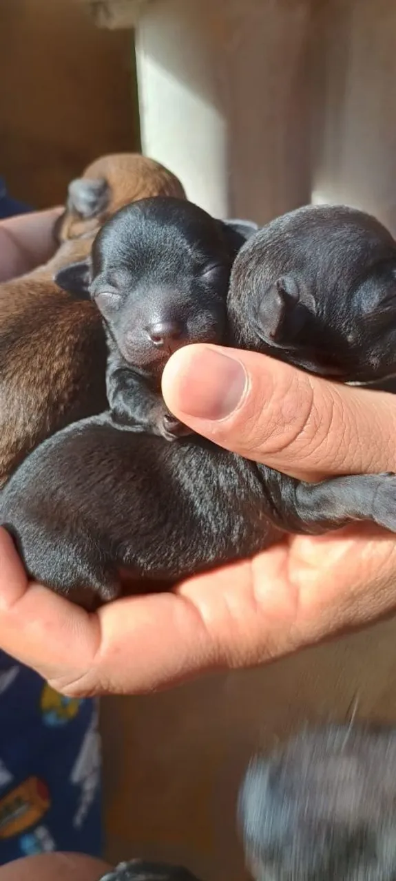 Pinscher n 1,a venda são machos