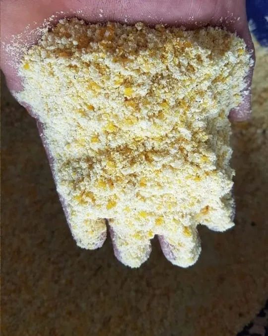 Venda de Milho em Grãos e Rações Direto da Fazenda ao norte do Mato Grosso - Foto 3