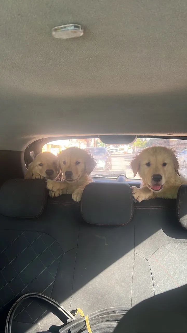 Oportunidade Filhotes Golden Retriever excelente linhagem LEIA - Foto 2