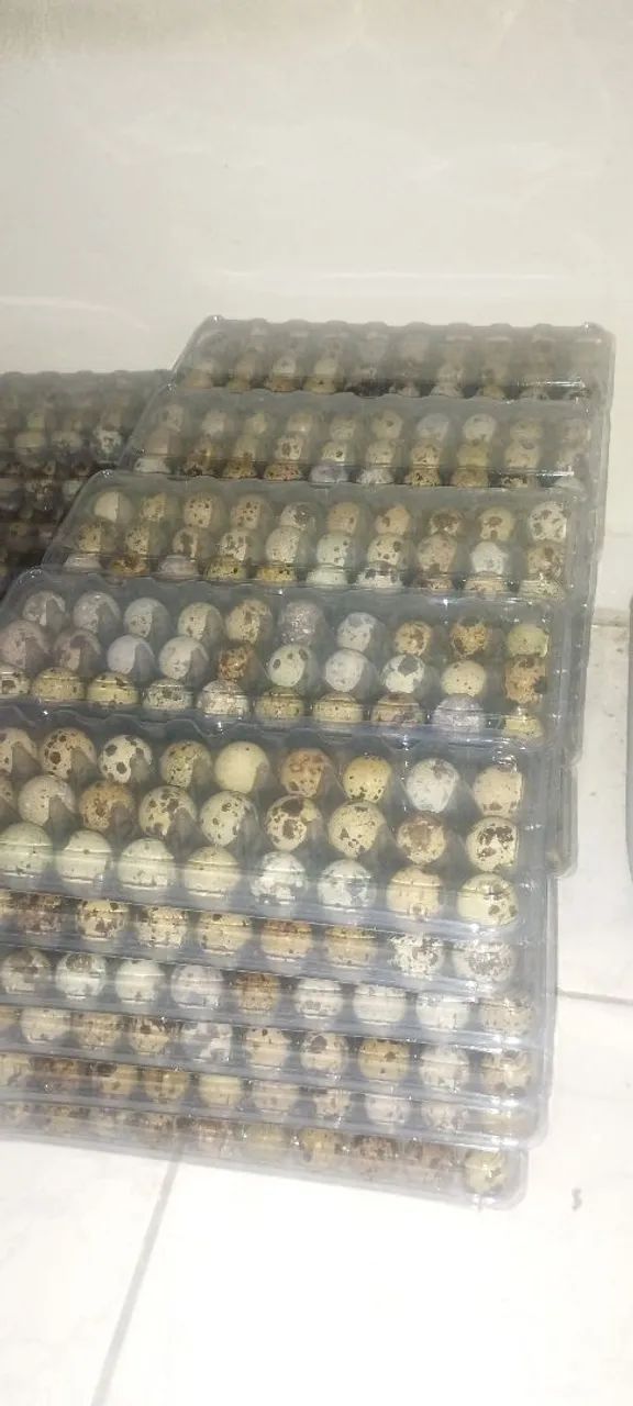 Ovos de codorna frescos - Pacote com 30 unidades - Foto 2