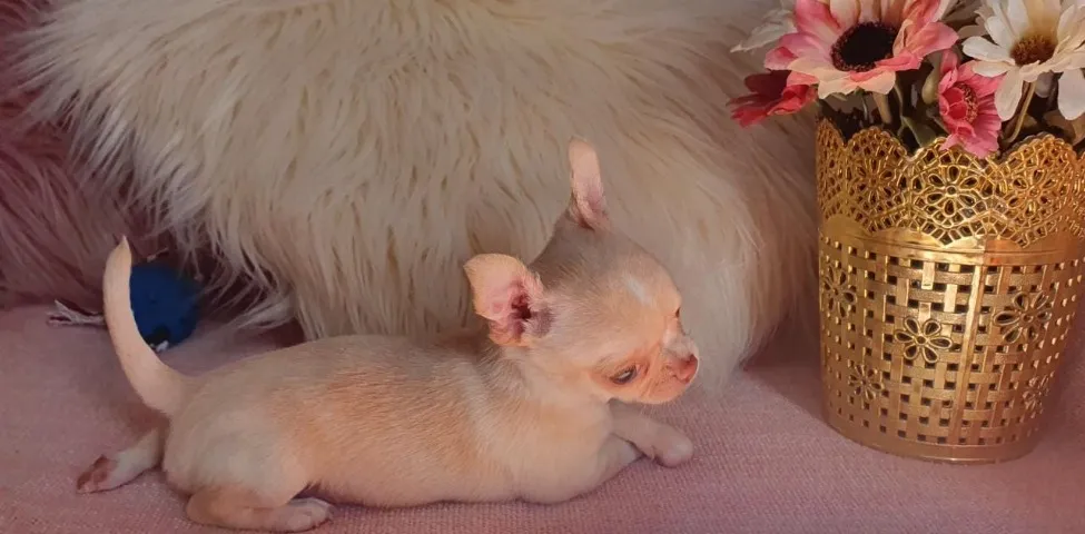 Chihuahuas Adoráveis: machos filhotes de Todas as Cores!