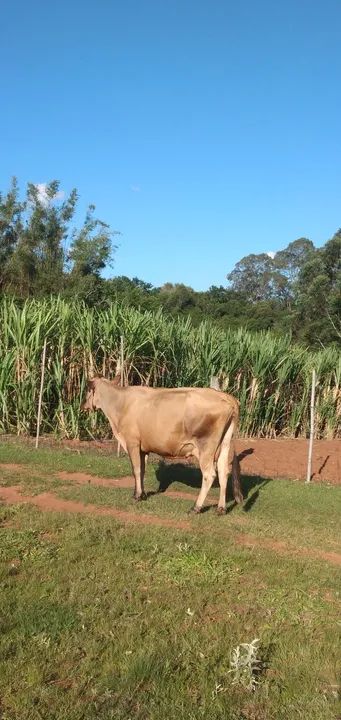 Vaca Jersey para venda - Foto 2
