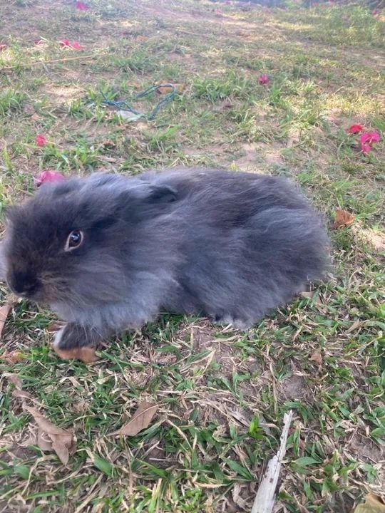 Coelho lion  - Foto 2