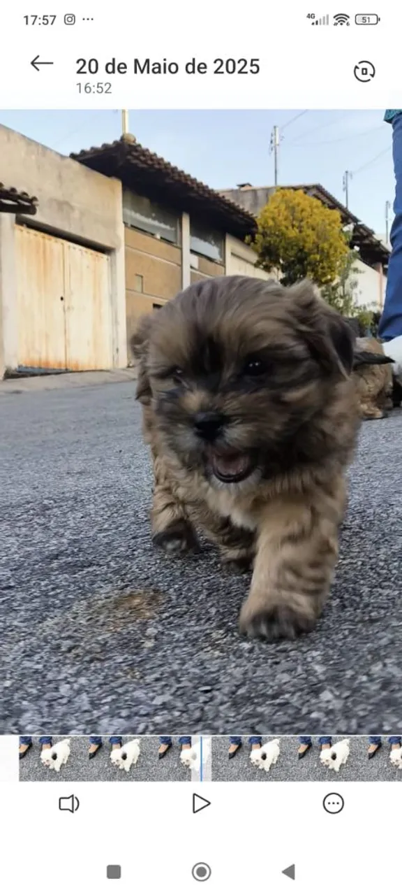 Filhote Ihasa Apso FÊMEA