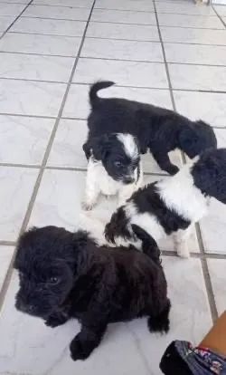 Filhotes de cães pretinhos com brancos caminha brinde zap (85)99990.2592