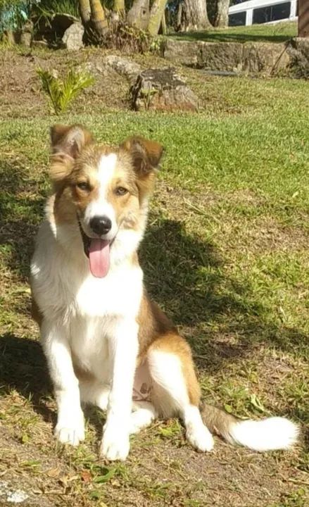 Filhotes de  Border Collie-3 fêmeas disponível 