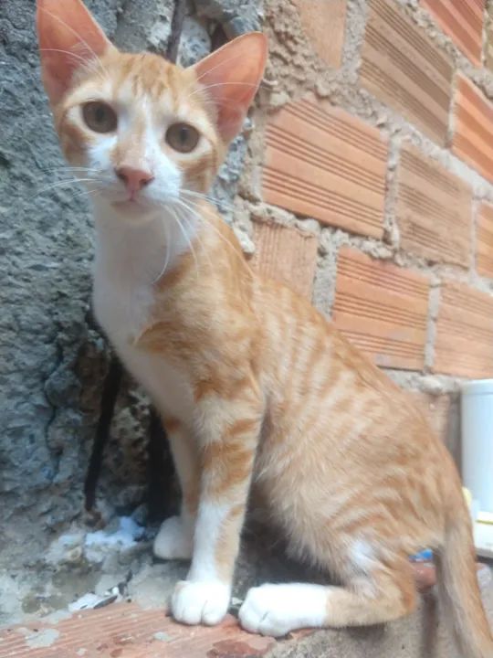 GATO  - Foto 3