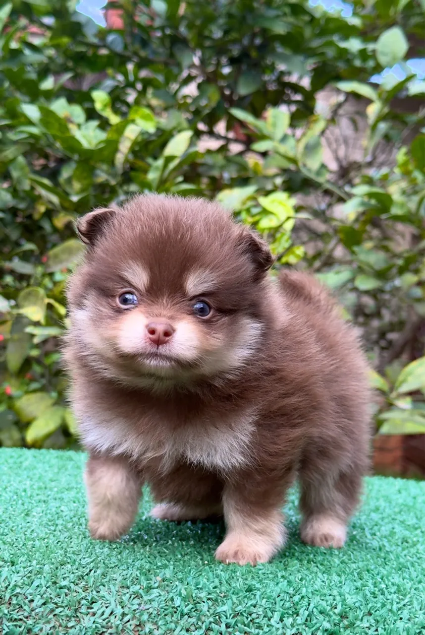 Spitz macho ChocoTan