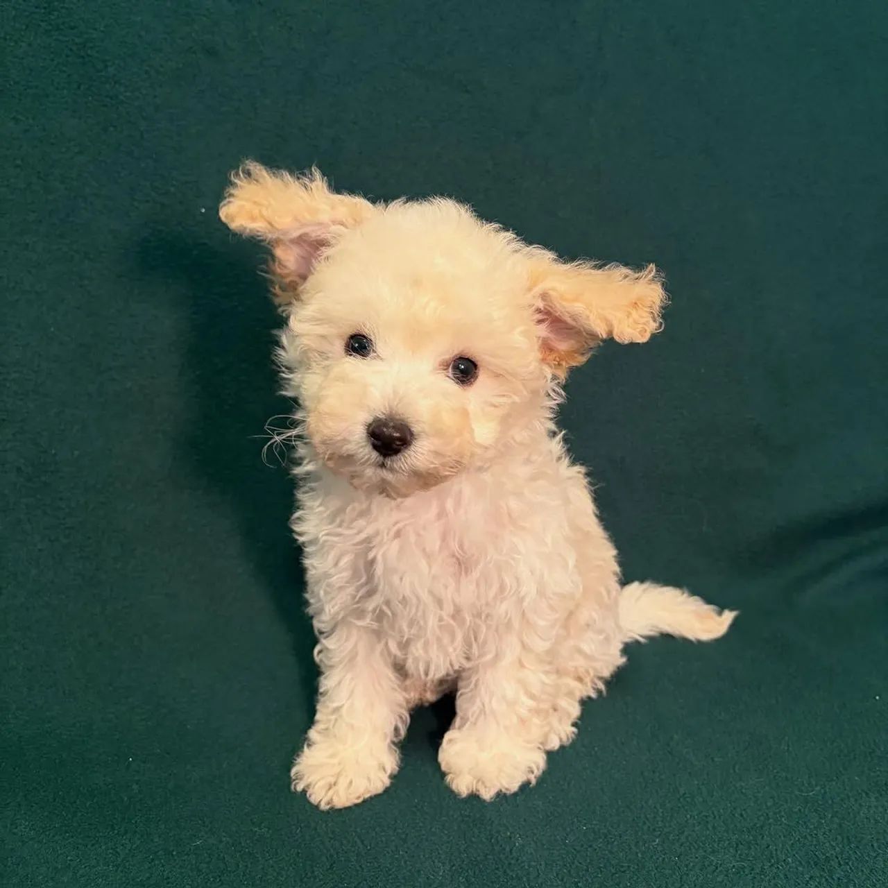 Poodie na cor branca 