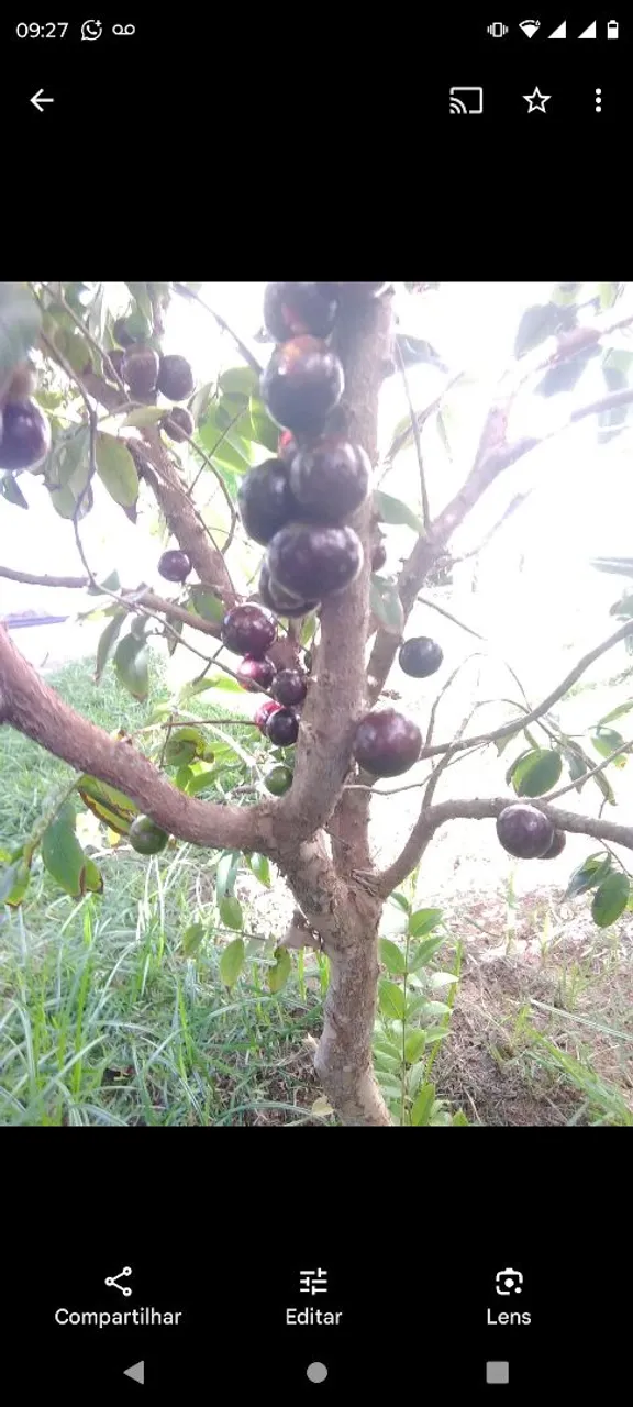 Mudas de jabuticabeira híbrida