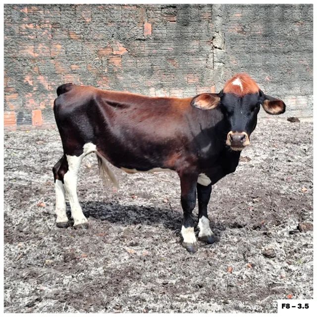 MINI VACAS de alta qualidade, perfeitas para o seu rebanho! - Foto 2