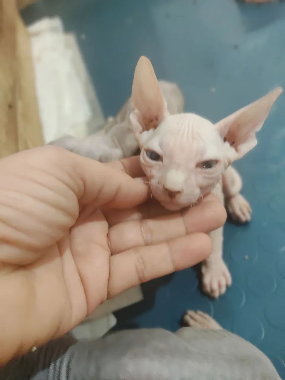 Sphynx, o gatinho peladinho, temos várias cores  - Foto 5