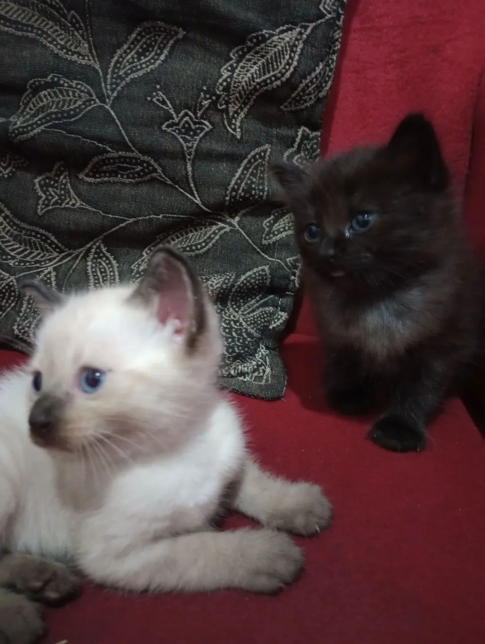 Gatinhos fofos Raça Bombaim  - Foto 6