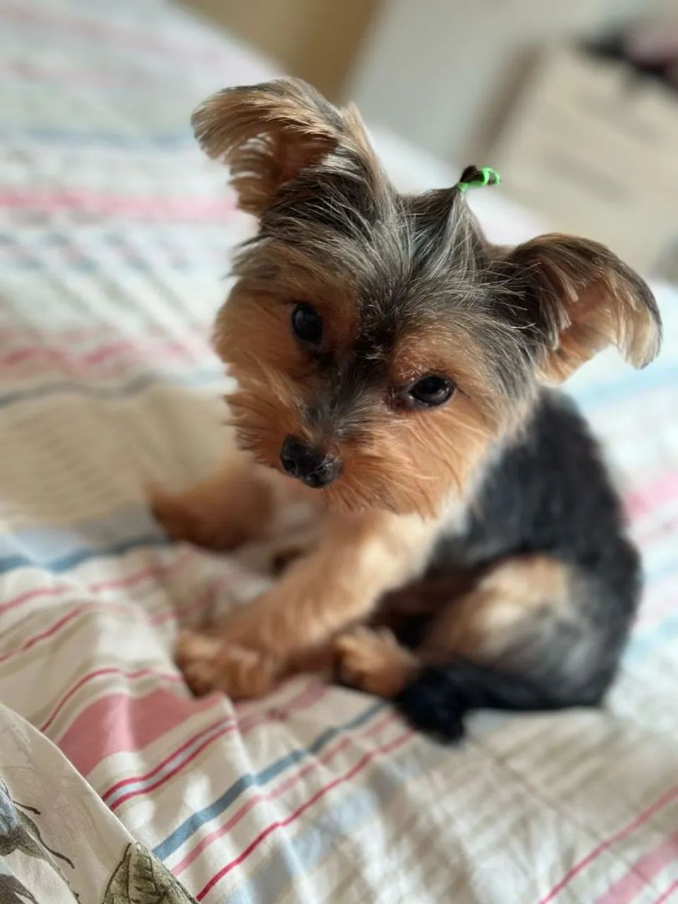 Yorkshire Terrier Fofo - Foto 3