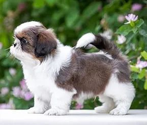 Shih-Tzu Fêmea Black: A Elegância em Miniatura! - Foto 2