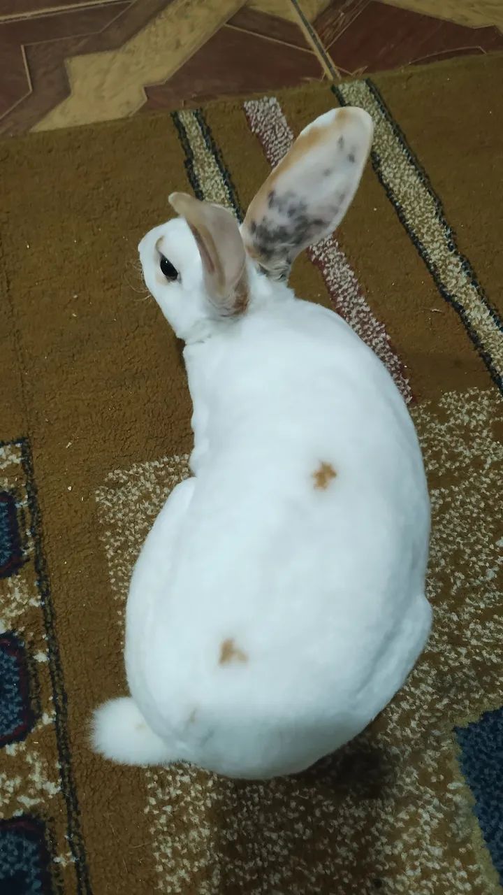 Linda Femea Mini Raça Rex . - Foto 5