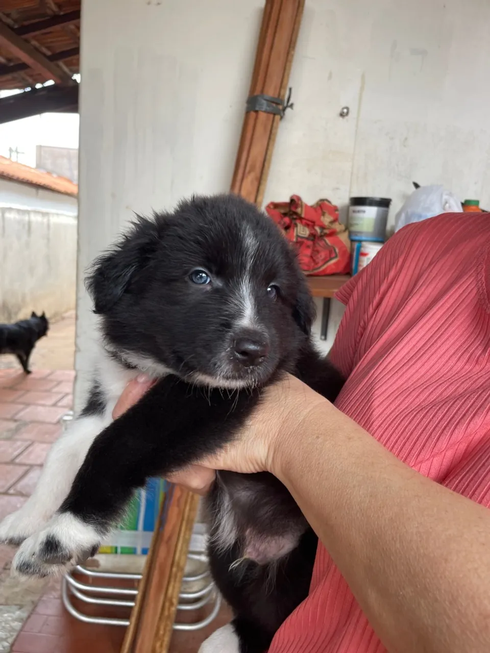 Filhote Border Collie - Pelagem Linda e Olhos Azuis