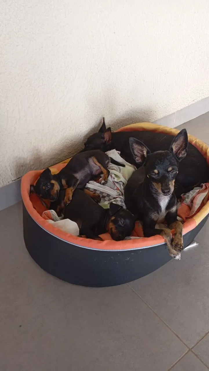 Filhotes de pinscher para venda