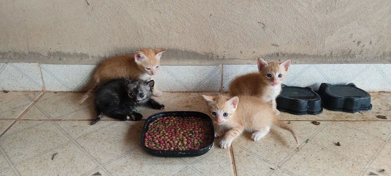Doa-se gatos  - Foto 2