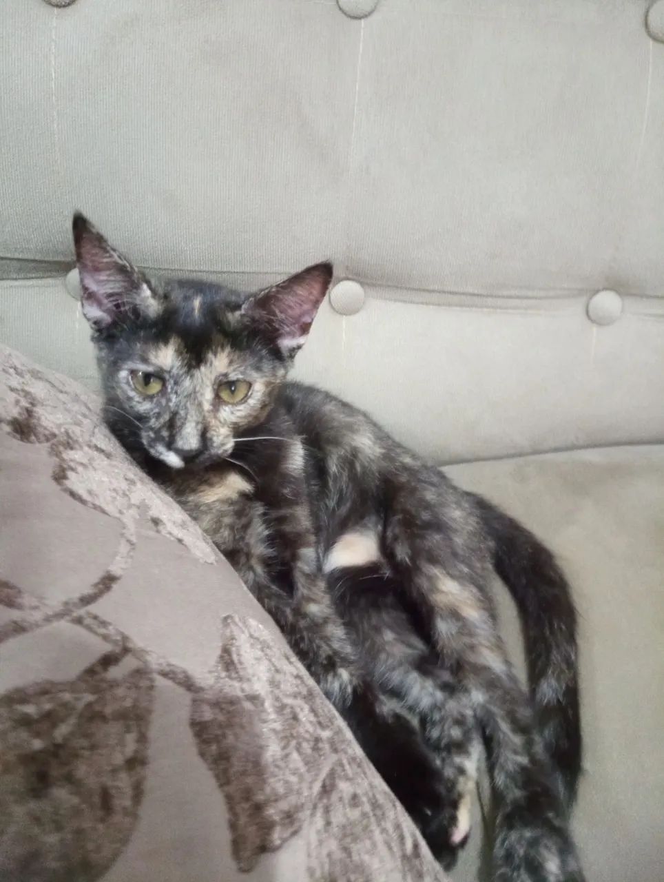 Gatinha linda disponível para adoção