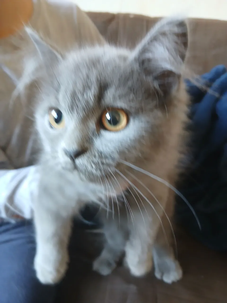 Gatinho Cinza de Olhos Incríveis - Filhote Fofo