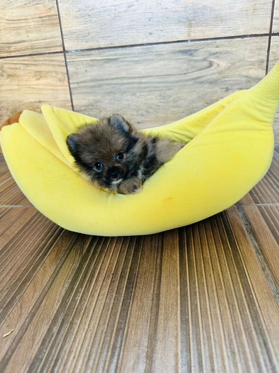 Lulu da Pomerânia - CBKC  - Foto 4