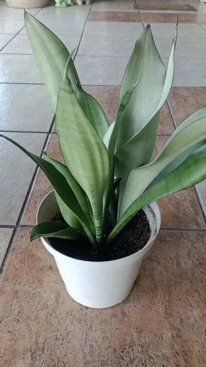 Plantas de Zamioculcas e outras . - Foto 4