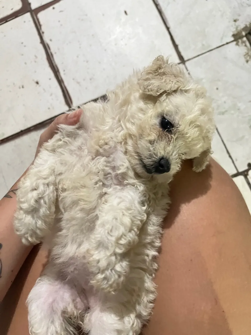 Filhote de Poodle Toy 
