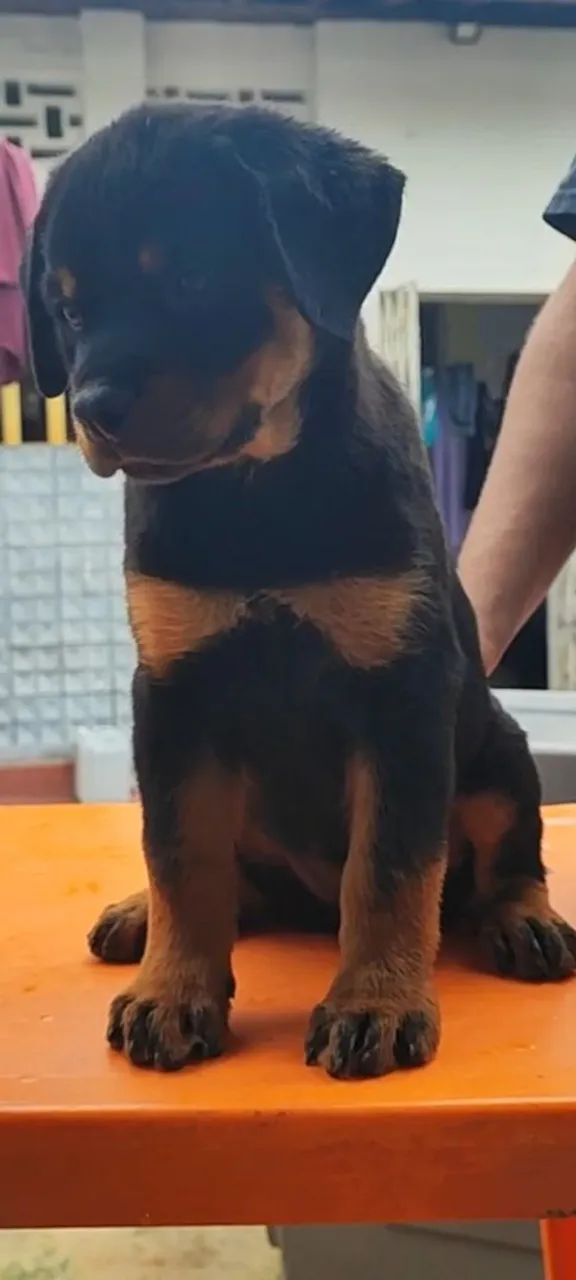 Linda Filhota de Rottweiler com Pedigree 