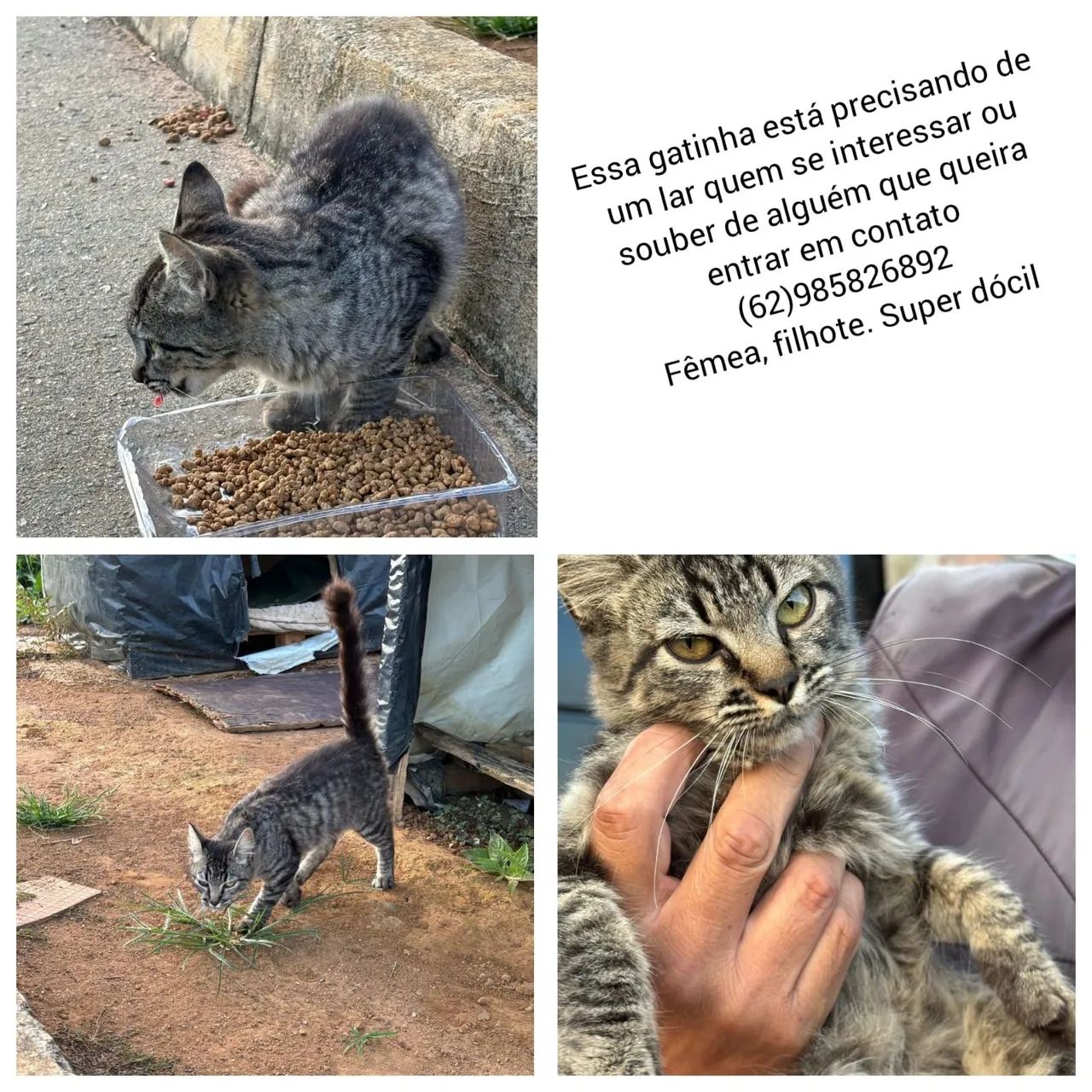 Gatinha dócil precisa de lar filhote gato