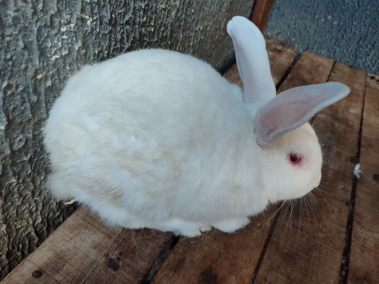 Coelho Branco Albino