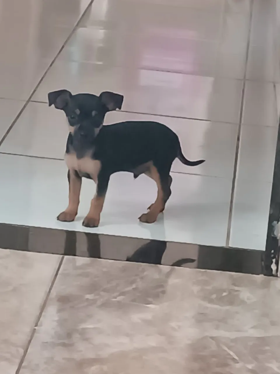 Filhote Pinscher n 1