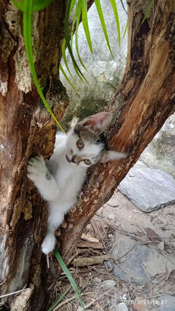 Gatinhos para adoção - casal de fofuras! - Foto 5