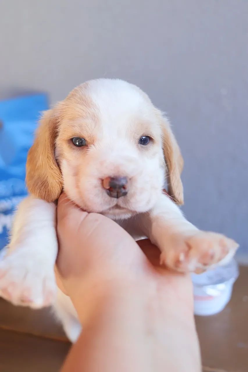 Filhote de beagle bicolor e tricolor macho e fêmea  - Foto 5