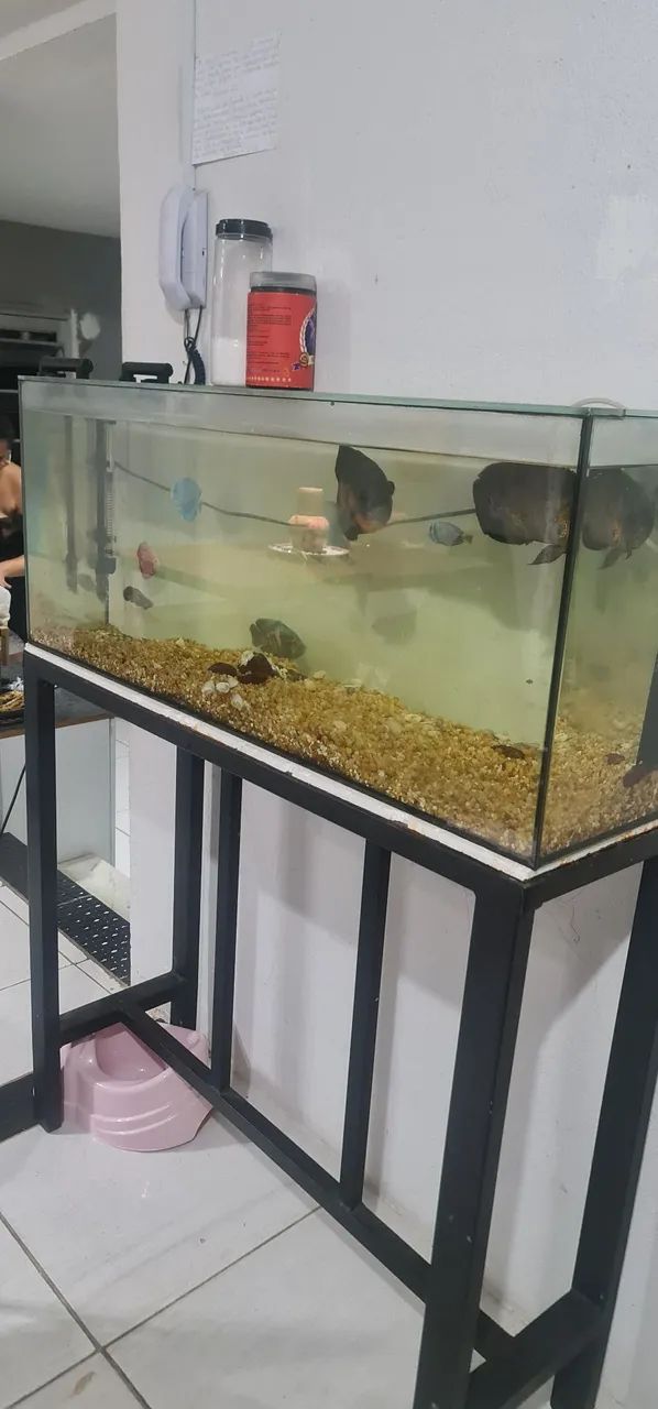 Aquário de água doce com estrutura de ferro - Foto 2