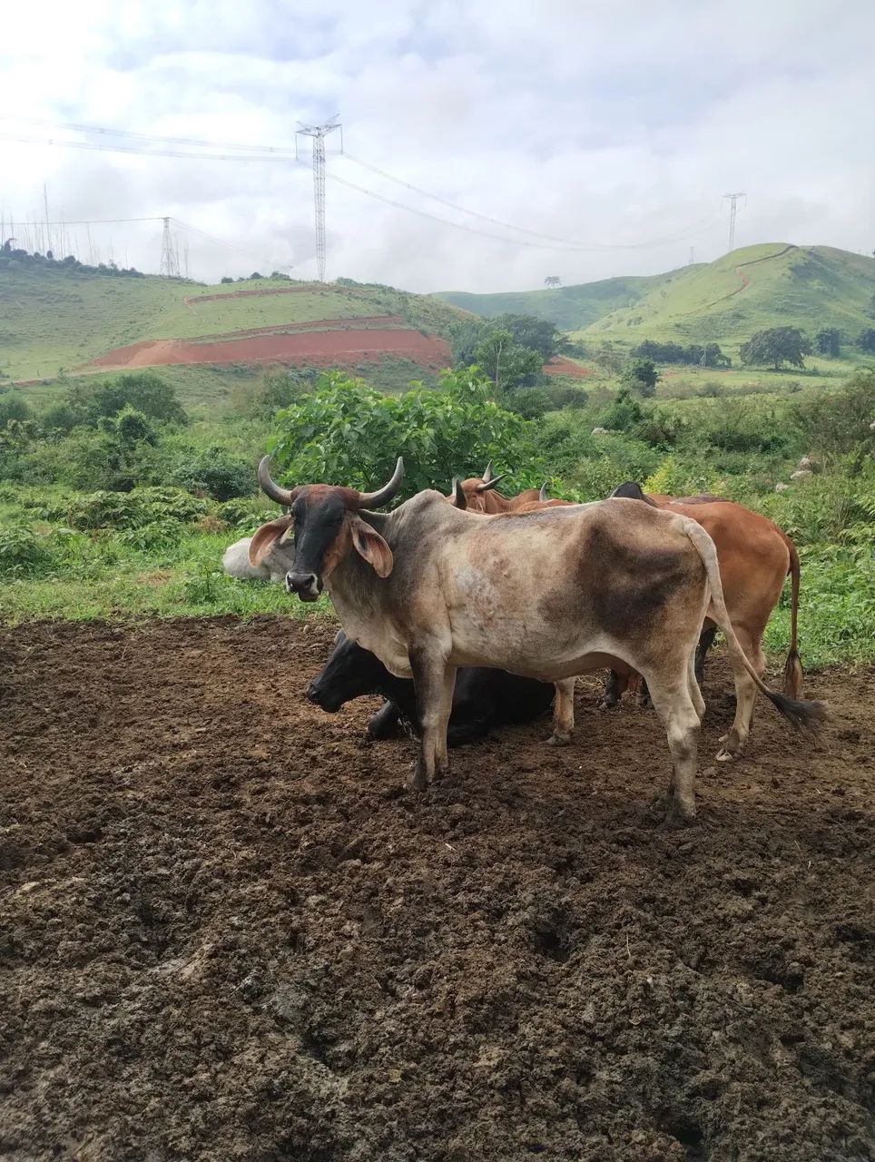 Vacas 