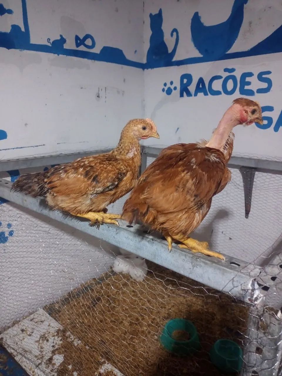 Frangos de raça pura - Galinhas e Galos - Foto 5